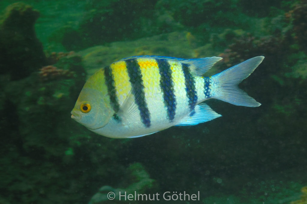 Abudefduf vaiginensis, Indopazifischer Feldwebelfisch, RMUBHaRiSchn_2012-08-14, DSC_0098.jpg