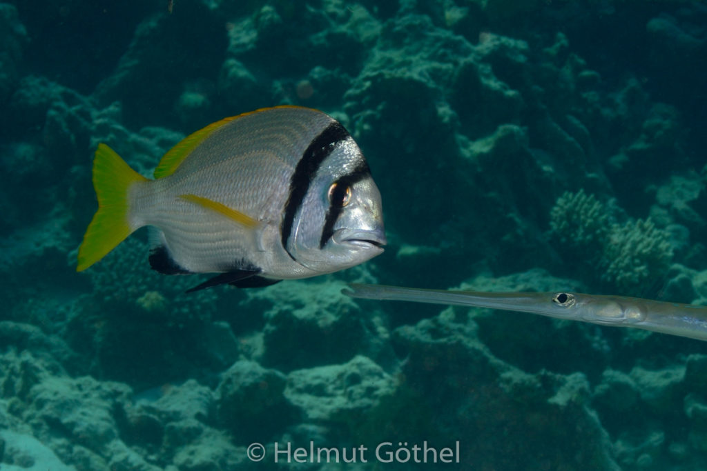 Acanthophagrus bifasciatus, Doppelband-Meerbrasse, Fistularia commersonii, Flötenfisch, RMCoBeHaRisü_2014-06-26, DSC_5332.jpg