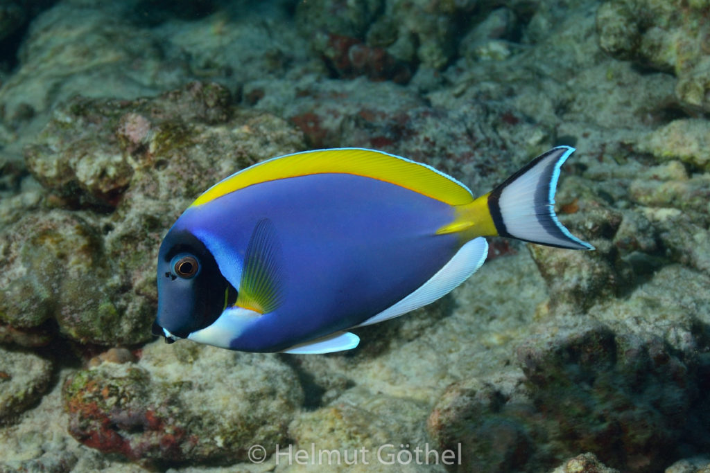 Acanthurus leucosternon, Weißkehl-Doktorfisch, MalEmbHaRiJeSn_2015-09-16, DSC_8492.jpg