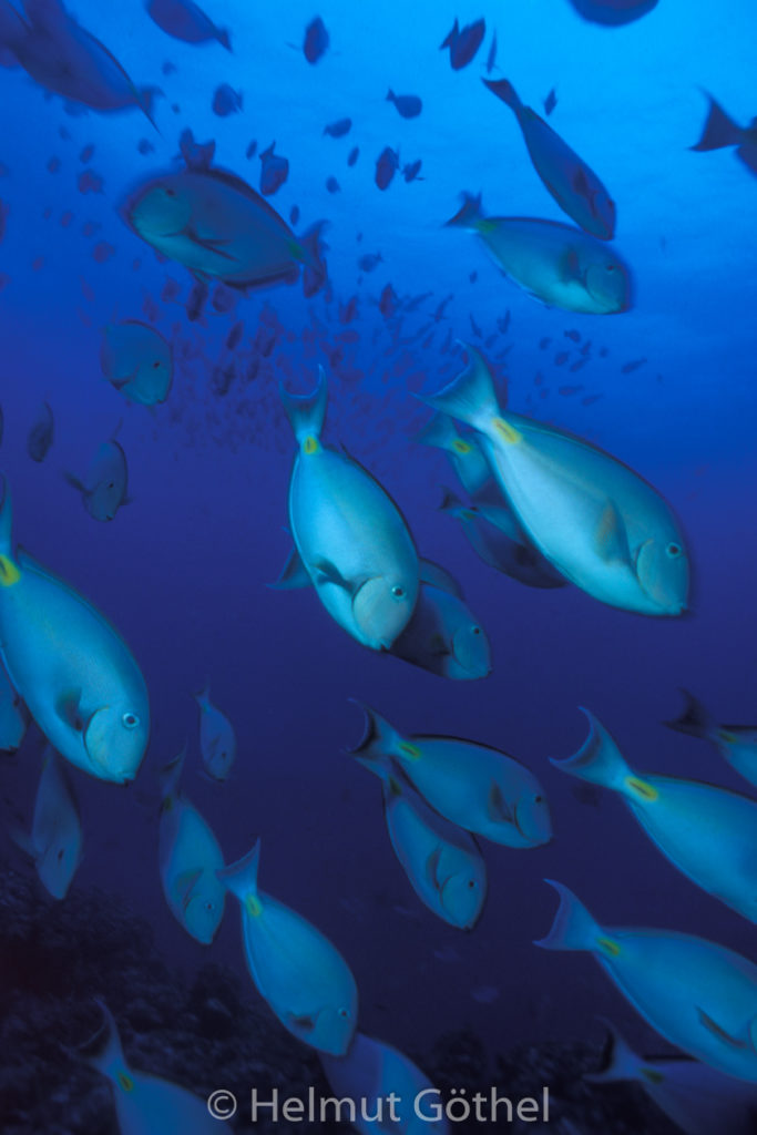 Acanthurus monroviae, Westafrikanischer Doktorfisch, 019, KapVerBrPodaFu_1991-12-11.jpg