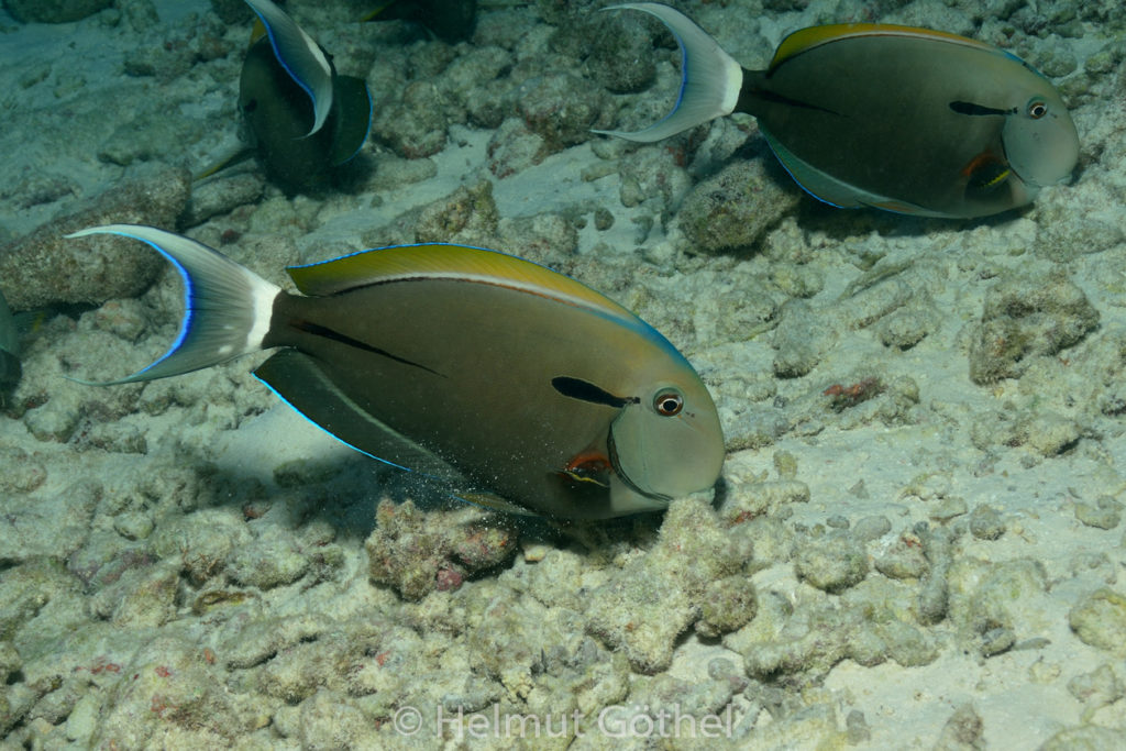 Acanthurus nigricauda, Epauletten-Doktorfisch, MalEmbHaRiJeSn_2015-09-16, DSC_8540.jpg