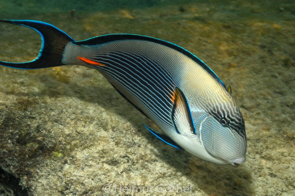 Acanthurus sohal, Sohal-Doktorfisch, RMUBHaRiSchn_2012-08-16, DSC_0400.jpg