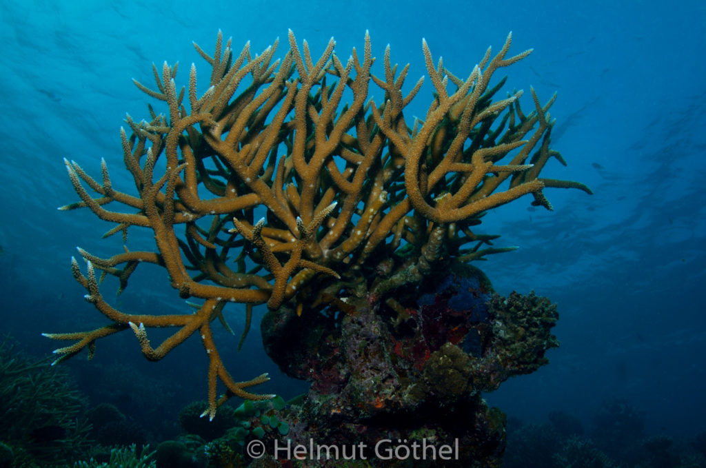 Acropora robusta, Robuste Geweihkoralle, MalEmbHaRiCoGa_2015-09-26, DSC_0096.jpg