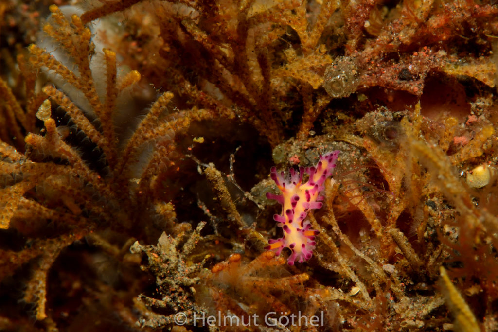 Aegires villosus, Kolben-Sternschnecke, BaTuSeSe_2017-09-01, UWB_4750.jpg