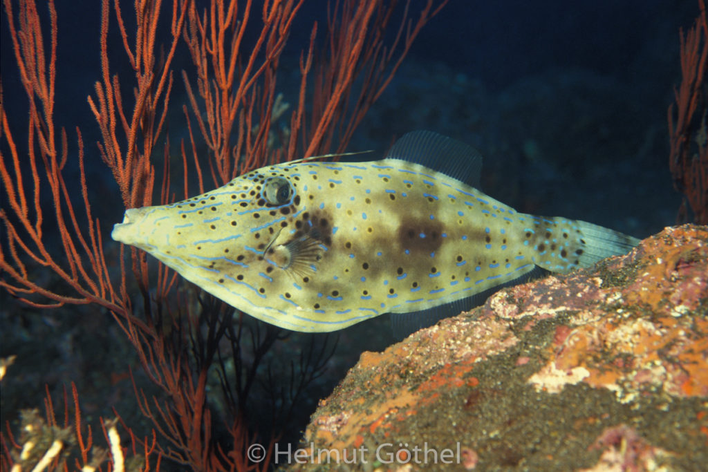 Aluteres scriptus, Besenschwanz-Feilenfisch, 01, AtKapVeFo_1991-12.jpg