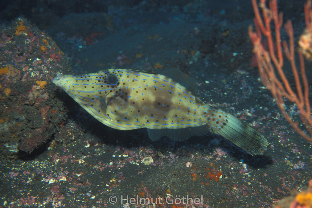 Aluteres scriptus, Besenschwanz-Feilenfisch, 04, AtKapVeFo_1991-12.jpg