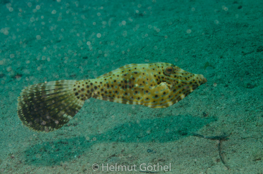 Aluteres scriptus, Besenschwanz-Feilenfisch, RMUBHaRisü_2012-08-15, DSC_0192.jpg