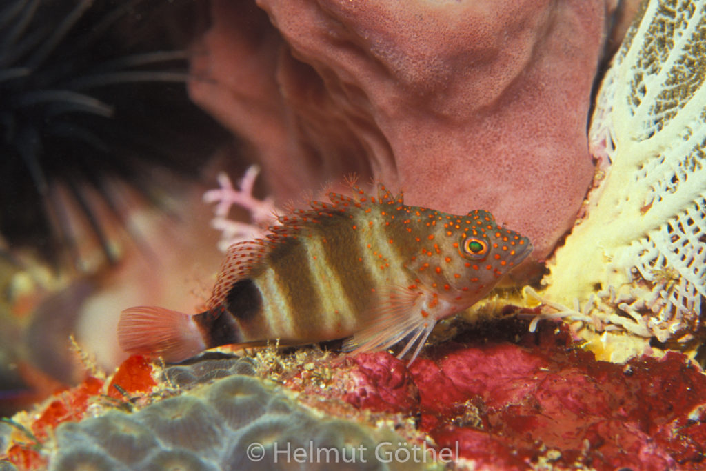 Amblycirrhitus pinos, Karibik-Büschelbarsch, 001, KarBe1991-10.jpg