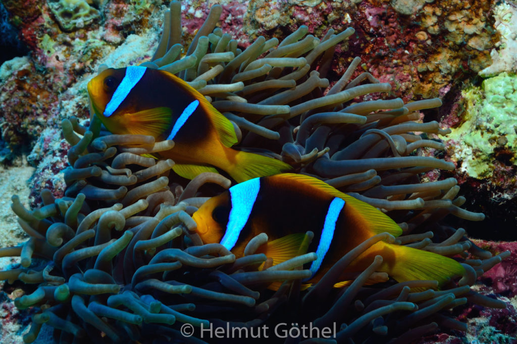 Amphiprion bicinctus, Rotmeer-Anemonenfisch, Entacmaea quadricolor, Blasenanemone, RMCoBeAbSa_2013-07-02, vorm, DSC_3611.jpg