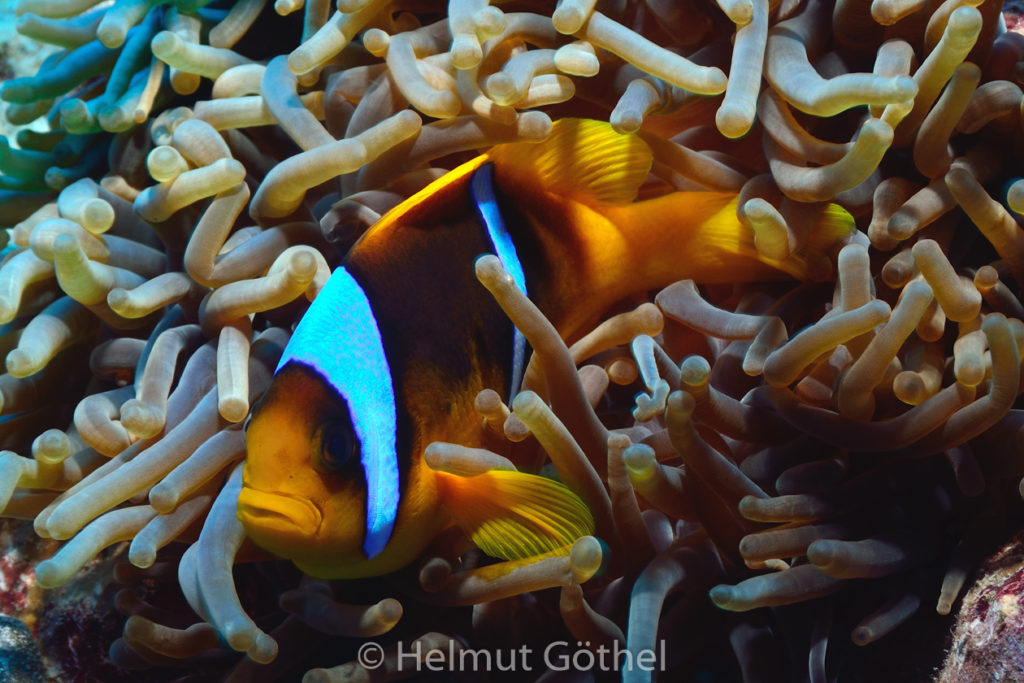 Amphiprion bicinctus, Rotmeer-Anemonenfisch, Entacmaea quadricolor, Blasenanemone, RMCoBeAbSa_2013-07-02, vorm, DSC_3612.jpg