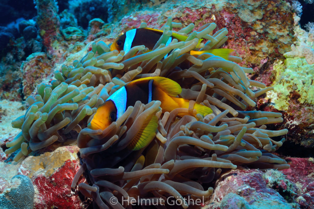 Amphiprion bicinctus, Rotmeer-Anemonenfisch, Entacmaea quadricolor, Blasenanemone, RMCoBeAbSa_2013-07-02, vorm, DSC_3615.jpg