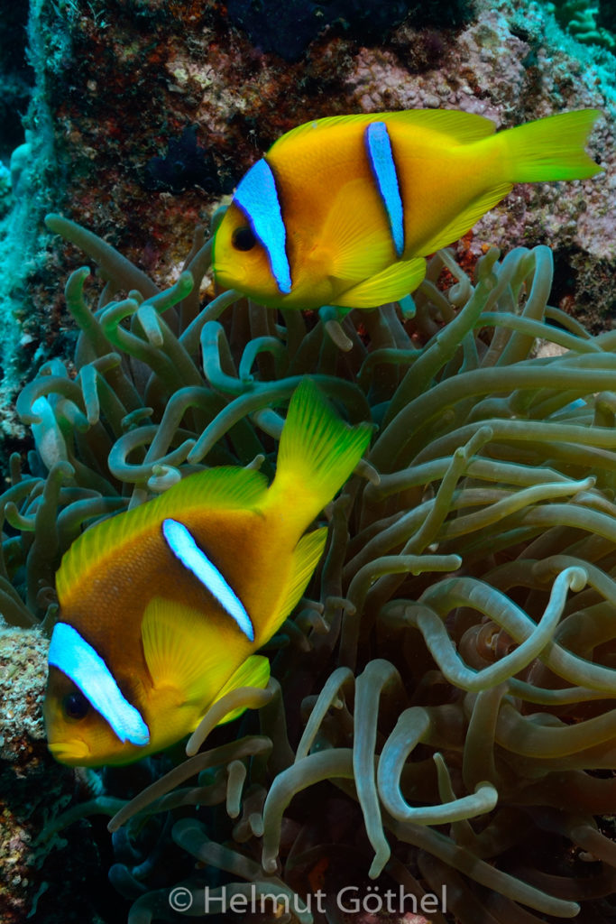 Amphiprion bicinctus, Rotmeer-Anemonenfisch, Entacmaea quadricolor, Blasenanemone, Schwarm, RMCoBeHaRisü, vorm, 2013-07-01, DSC_3583, hoch.jpg