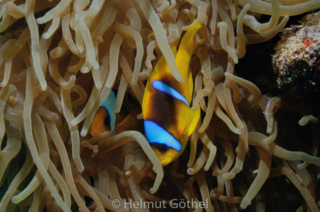 Amphiprion bicinctus, Rotmeer-Anemonenfisch, RMUBHaRino-2012-08-19, DSC_0710.jpg