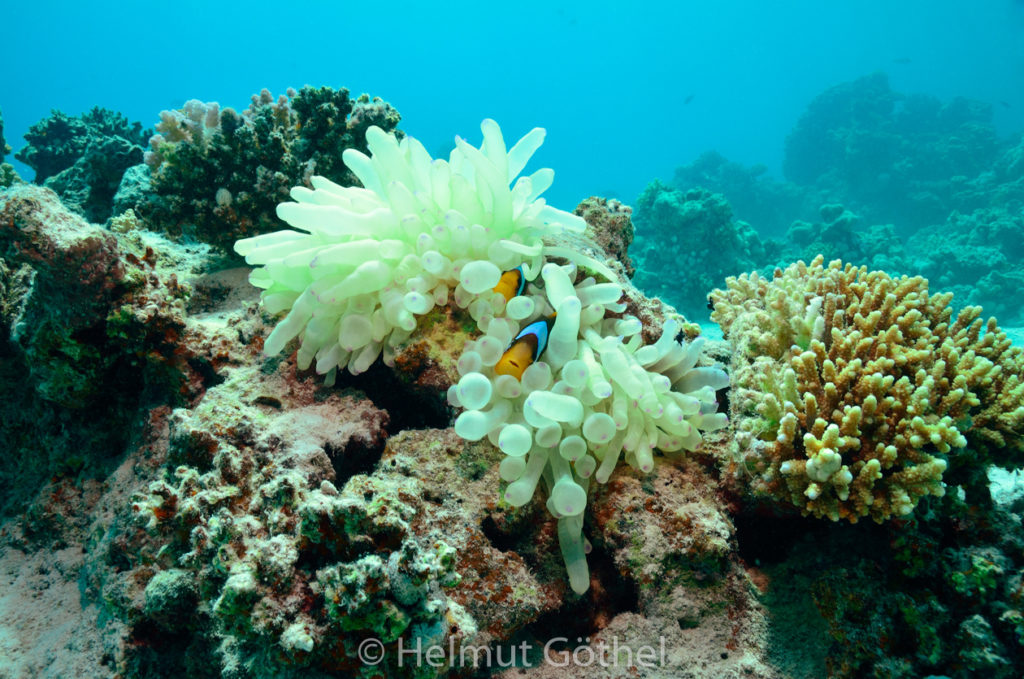Amphiprion bicinctus, Rotmeer-Anemonenfisch, RMUBShFu-2012-08-21, DSC_2566.jpg
