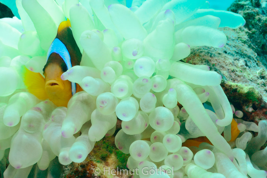 Amphiprion bicinctus, Rotmeer-Anemonenfisch, RMUBShFu-2012-08-21, DSC_2570.jpg