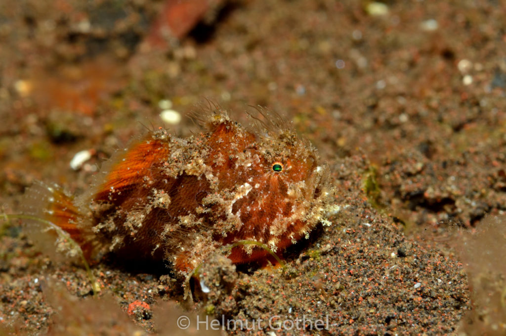 Antennarius striatus, Haariger Anglerfisch, BaTuSeSe_2017-09-09, nacht, UWB_6791.jpg