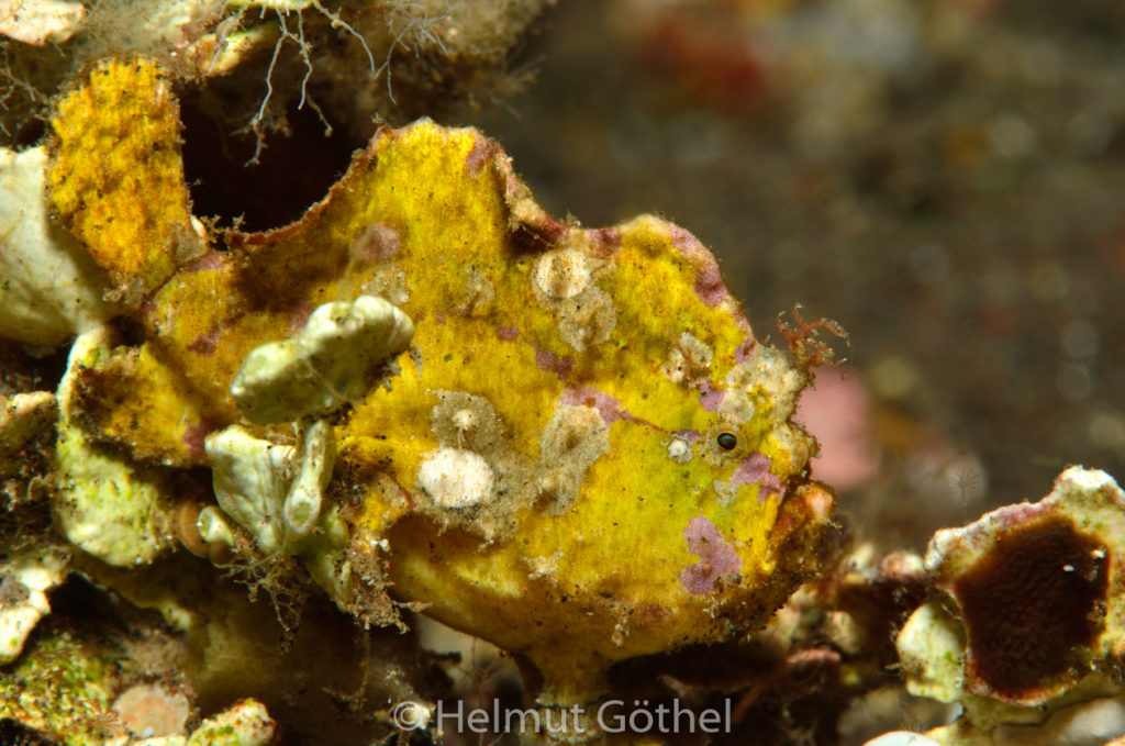 Antennatus rosaceus, Stachelbusch-, Rose-Anglerfisch, BaTuBaBe_2017-09-08, nacht, UWB_6451.jpg