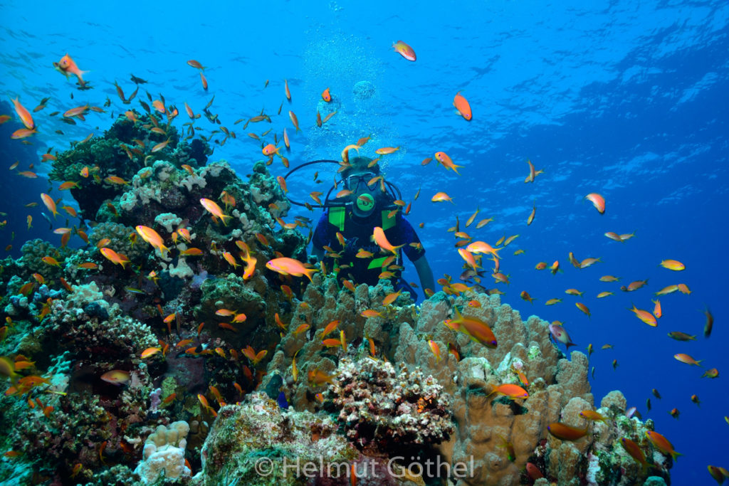 Anthias squamipinnis, Harems-Fahnenbarsch, Chrissi, RMUBMesü_2012-08-26, DSC_3168.jpg