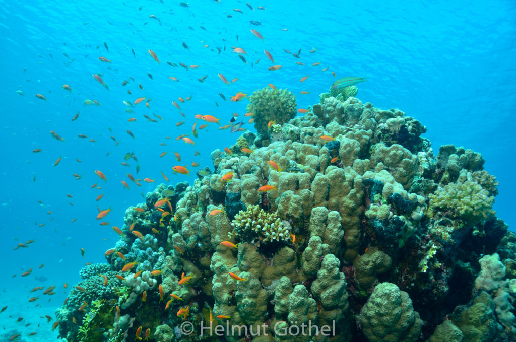 Anthias squamipinnis, Harems-Fahnenbarsch, RMShFu_2012-08-21, DSC_2573.jpg