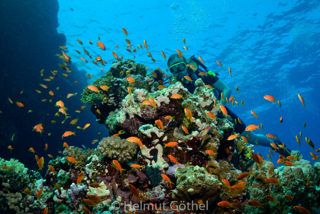Anthias squamipinnis, Harems-Fahnenbarsch, Saskia, RMUBMesü_2012-08-26, DSC_3171.jpg