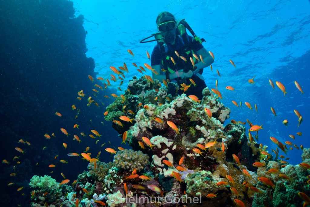 Anthias squamipinnis, Harems-Fahnenbarsch, Saskia, RMUBMesü_2012-08-26, DSC_3172.jpg