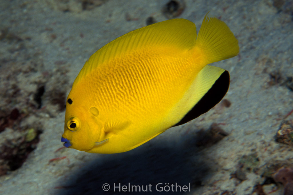 Apolemichthys trimaculatus, Gelber Dreipunkt-Kaiserfisch, 018, MalTi_1991-03.jpg