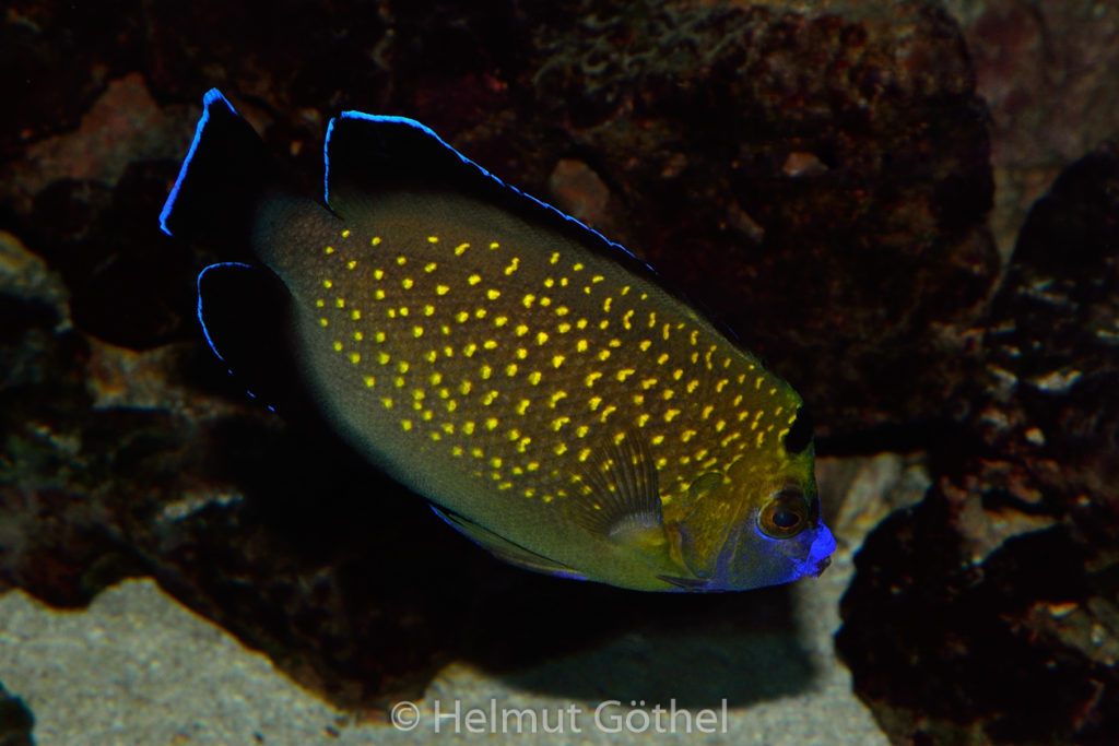 Apolemichthys xantopunctatus, Goldtupfen-Kaiserfisch, ZoAqBer_2014-11-19, DSC_6817.jpg