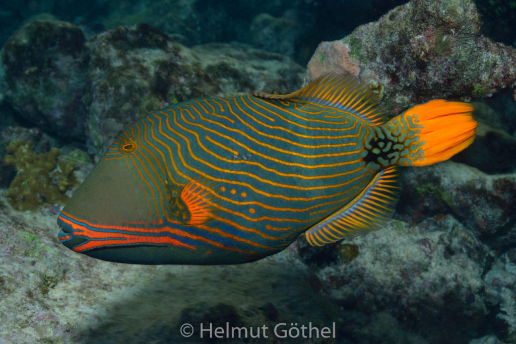 Balistapus undulatus, Orangestreifen-Drückerfisch, MalEmbHaRiJeSn_2015-09-16, DSC_8503.jpg
