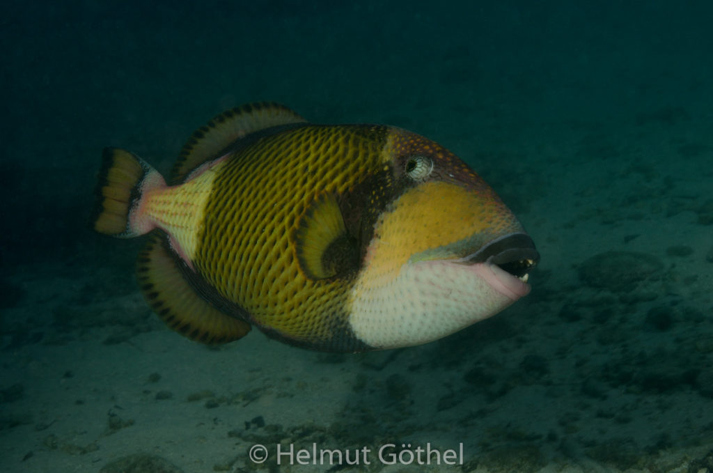 Balistoides viridescens, Grüner Riesen-Drückerfisch, MalEmbHaRiJeSn_2015-09-16, DSC_8471.jpg