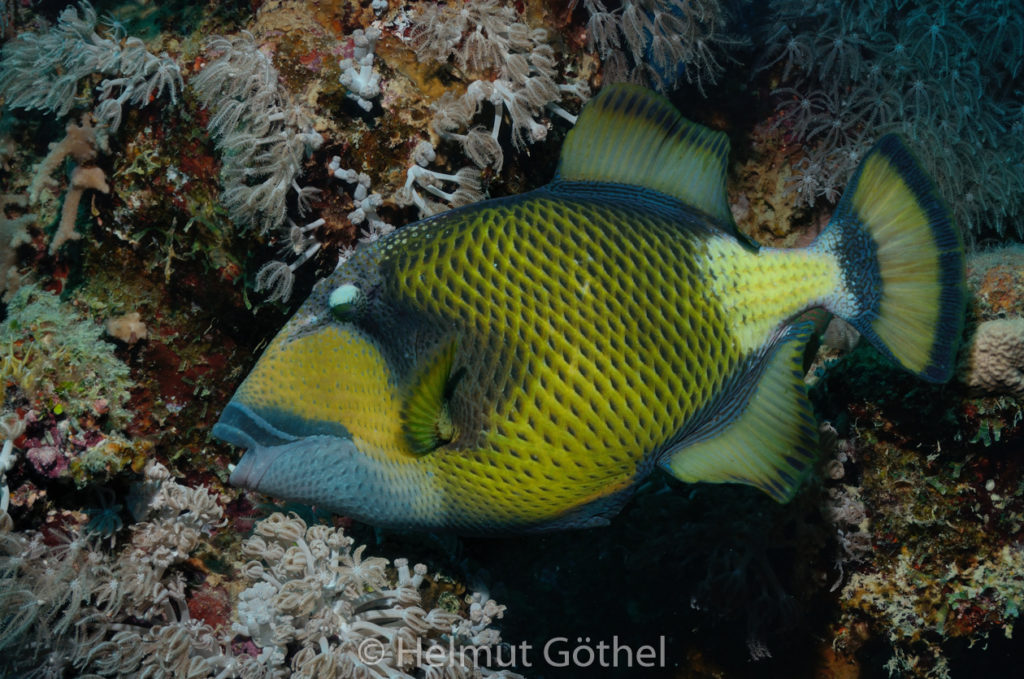Balistoides viridescens, Riesen-Drückerfisch, RMUBHaRisü_2012-08-15, DSC_0206.jpg