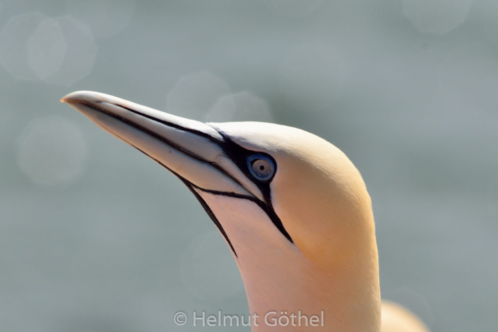 Basstölpel, Helgoland 2013-04-23, DSC_5853.jpg