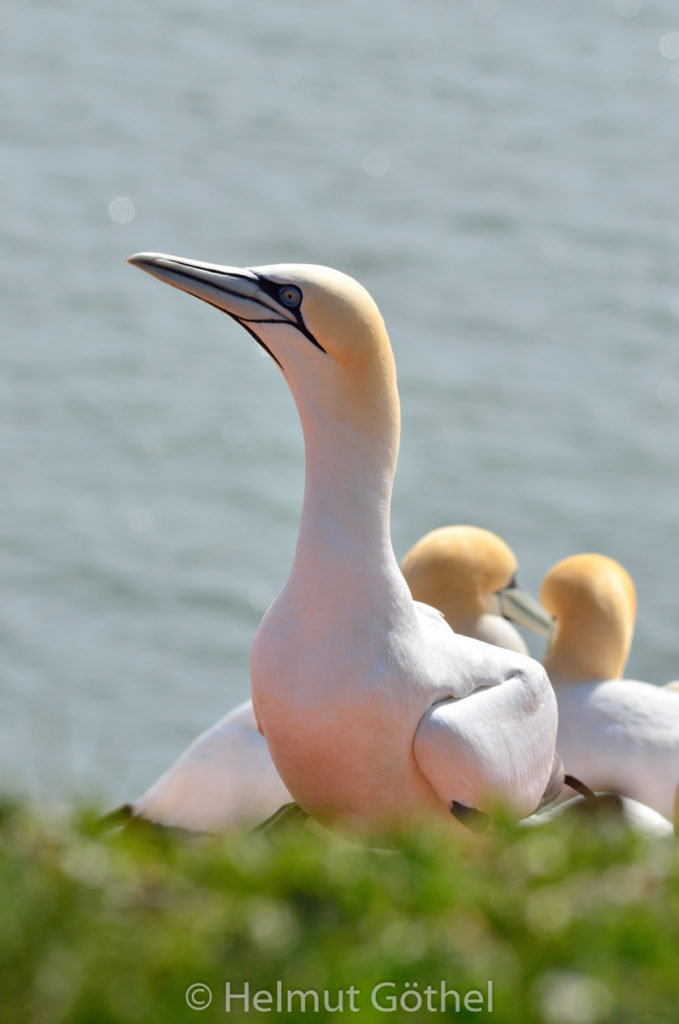 Basstölpel, Helgoland 2013-04-23, DSC_5863.jpg