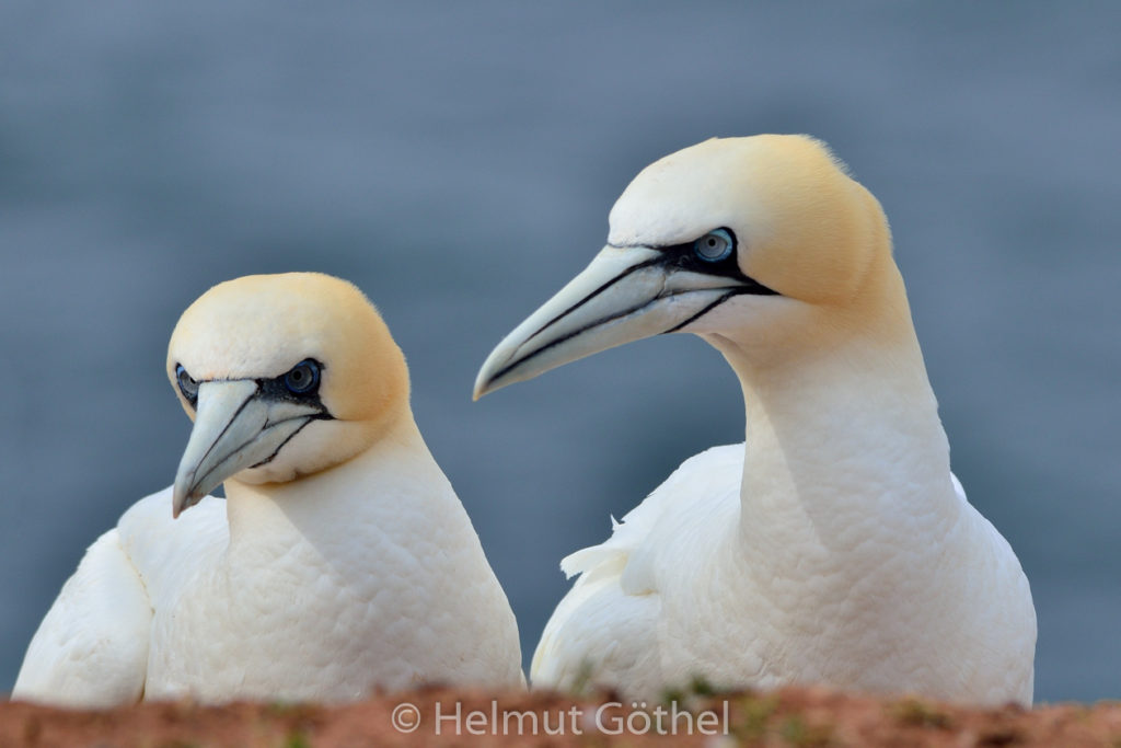 Basstölpel, Helgoland 2015-06-16, DSC_9295.jpg