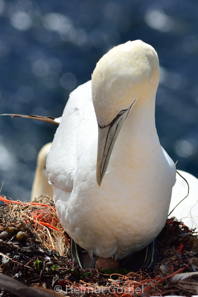 Basstölpel, Helgoland_2013-08-14, DSC_8025.jpg