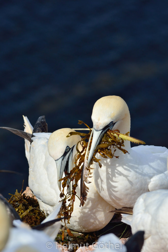 Basstölpel, Helgoland_2013-08-15, DSC_8330.jpg