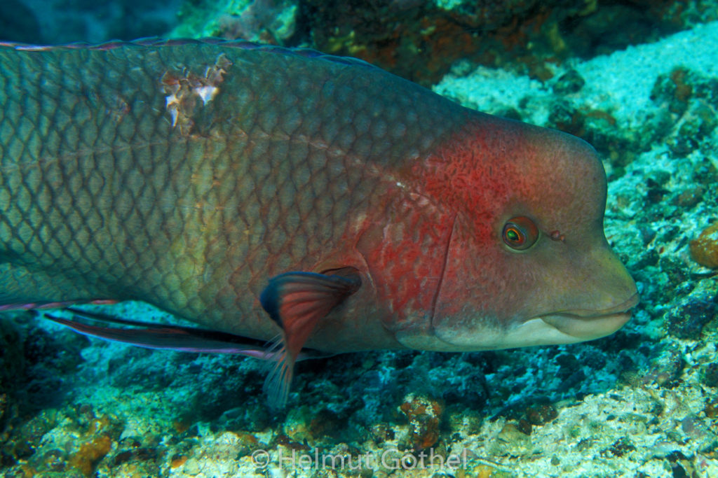 Bodianus diplotaenia, Mexikanischer Schweinslippfisch, 001, GalCodelDia_1996-10.jpg