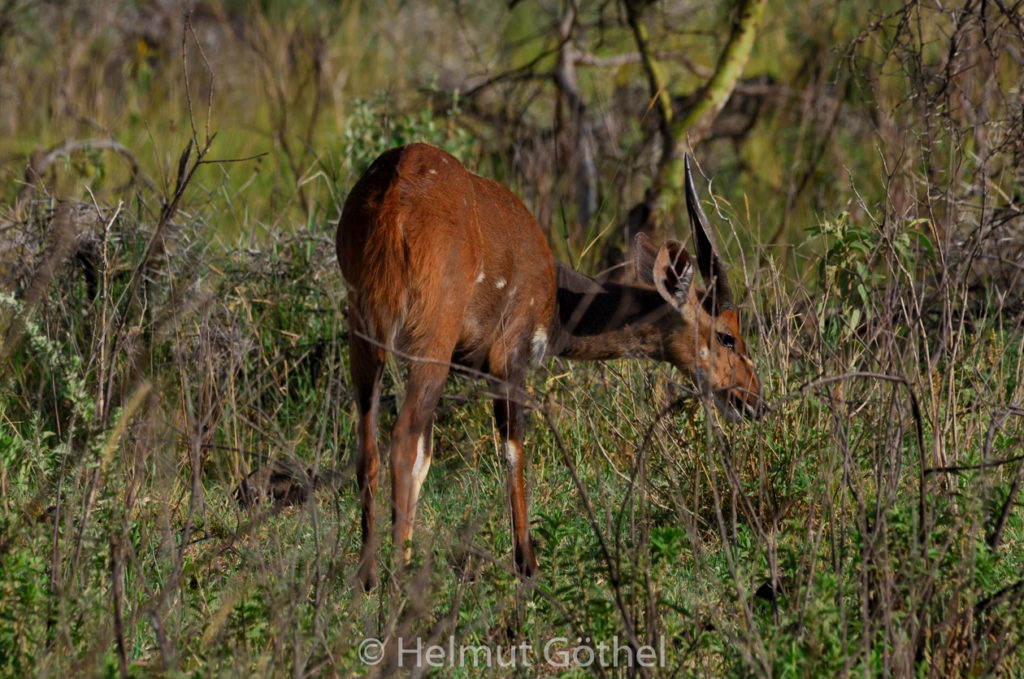 Buschbock, Schirrantilope, Tragelaphus fasciatus, Männchen, TanAru_2017-02-23, TEL_2936.jpg