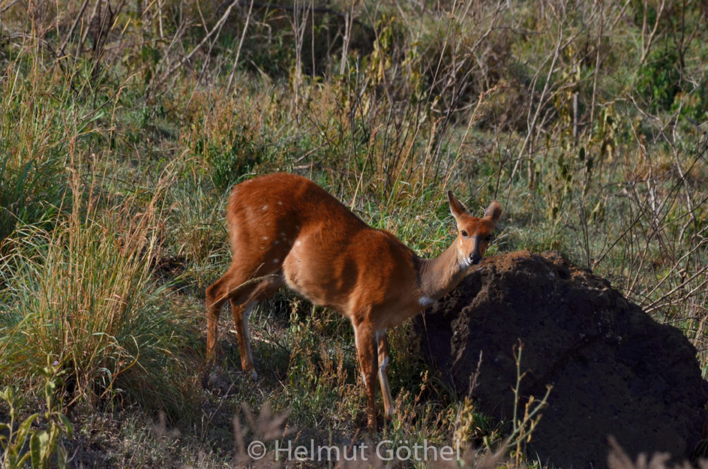 Buschbock, Schirrantilope, Tragelaphus fasciatus, Weibchen, TanAru_2017-02-23, TEL_2935.jpg