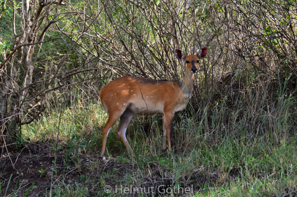 Buschbock, Schirrantilope, Tragelaphus fasciatus, Weibchen, TanAru_2017-02-23, WWM_2323.jpg