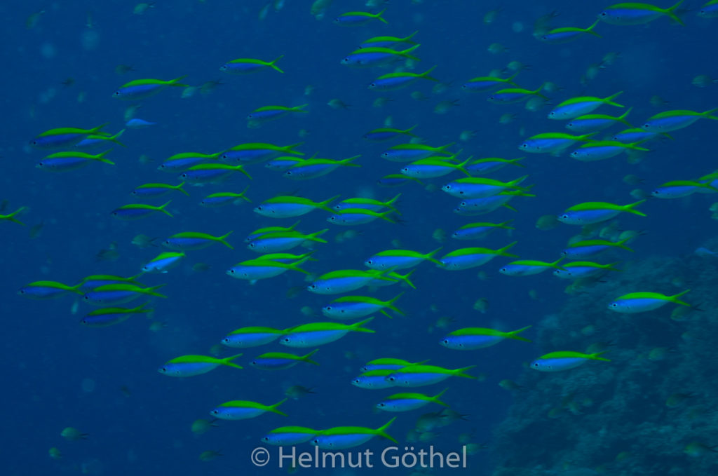 Caesio teres, Gelbrücken-Füsilier, MalEmbHaRiCoGa_2015-09-17 vorm, DSC_8550.jpg