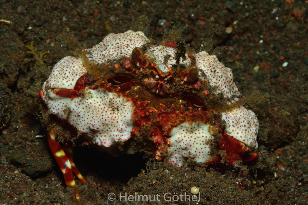 Calappa bicornis, Sägescheren-Schamkrabbe, BaTuSeSe_2017-09-01, UWB_4748-A.jpg