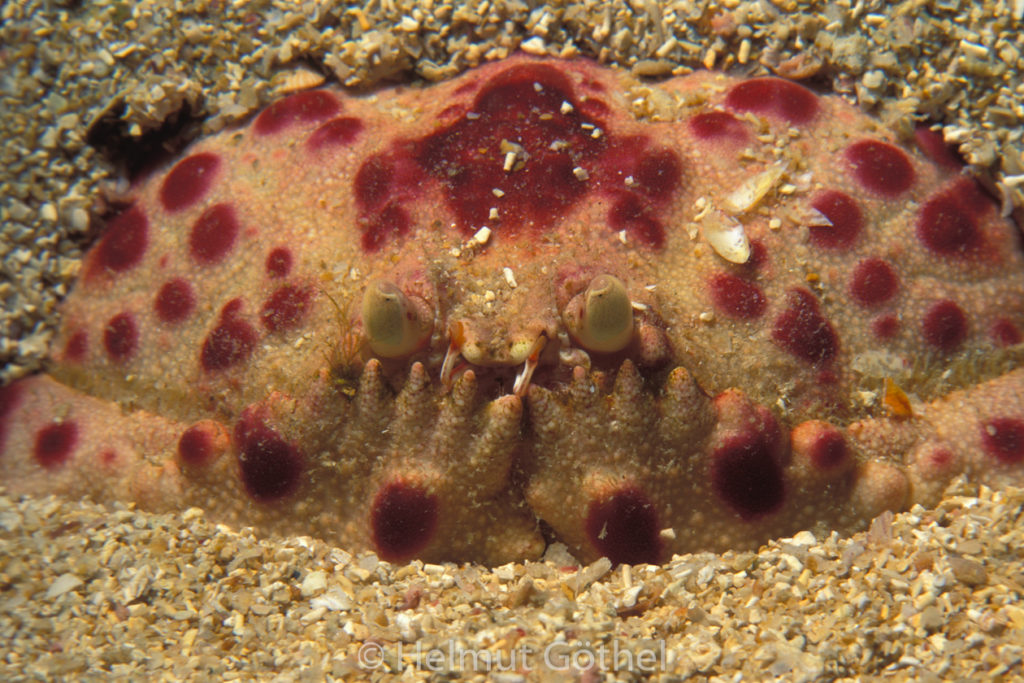 Calappa granulata, Schamkrabbe, 06, MiIbMuKa2000-07.jpg