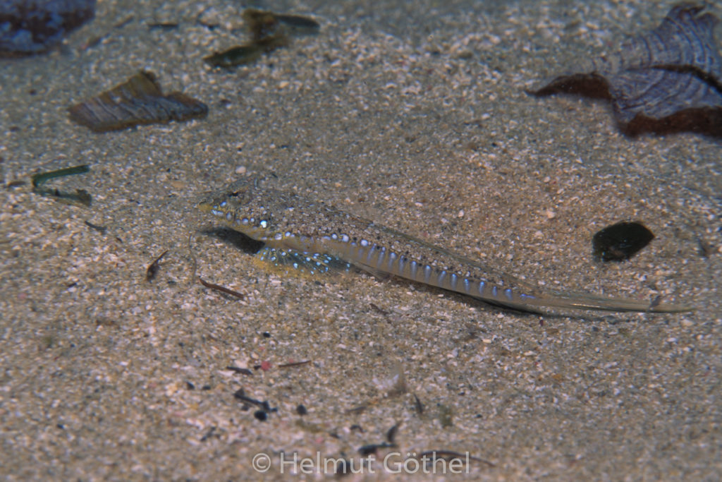 Callionymus pusillus, Männchen, 001, MiIbBu2003-08.jpg