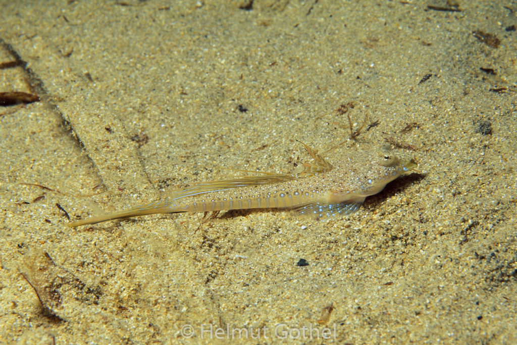 Callionymus pusillus, Männchen, 003, MiIbBu1998-96-b.jpg