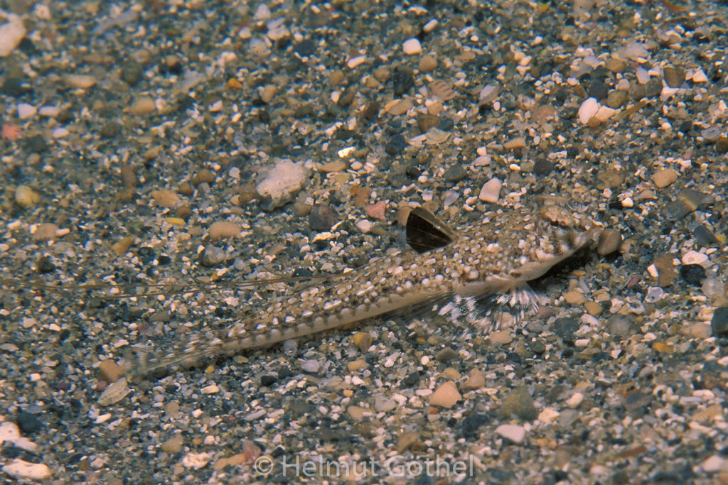 Callionymus pusillus, Weibchen, 004, MiIbBu2003-08.jpg