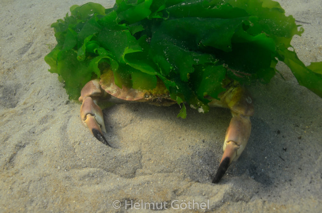 Cancer pagurus, Taschenkrebs, Knieper, HeDü_2014-09-06, DSC_8117.jpg