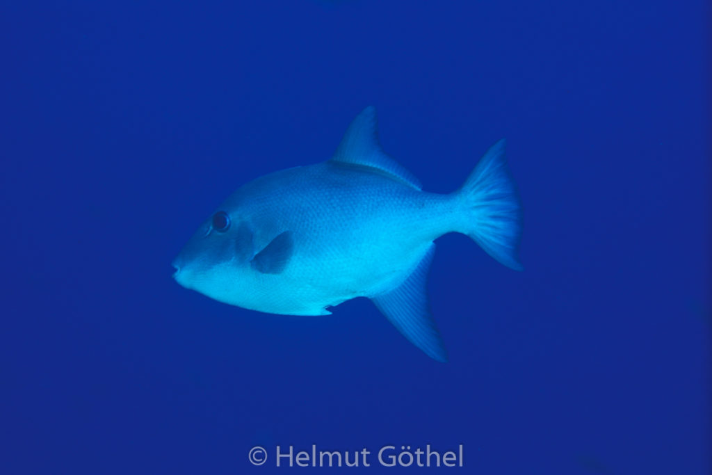 Canthidermis sufflamen, Ozean-Drückerfisch, 01, AtKaVeBrPodaFu_1991-12-11.jpg