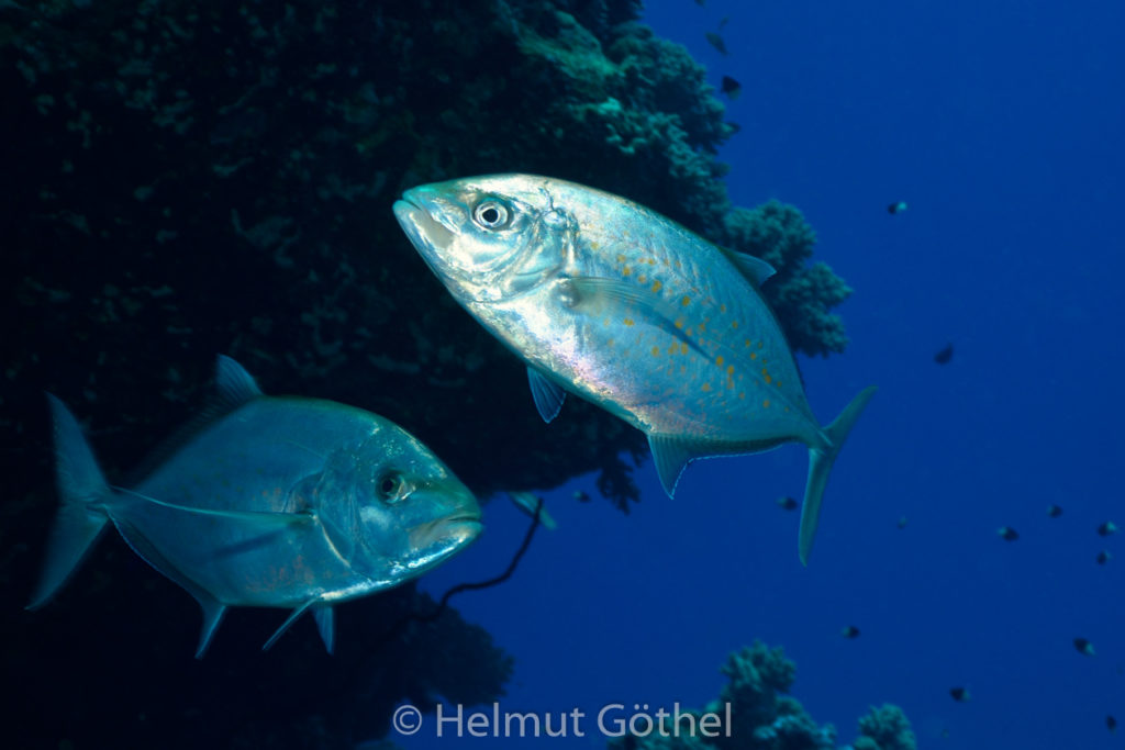Carangoides bajad, Zitronen-, Gelbgefleckte Stachelmakrele, RMCoBeShMaAl_2014-07-03, vorm, DSC_6314.jpg