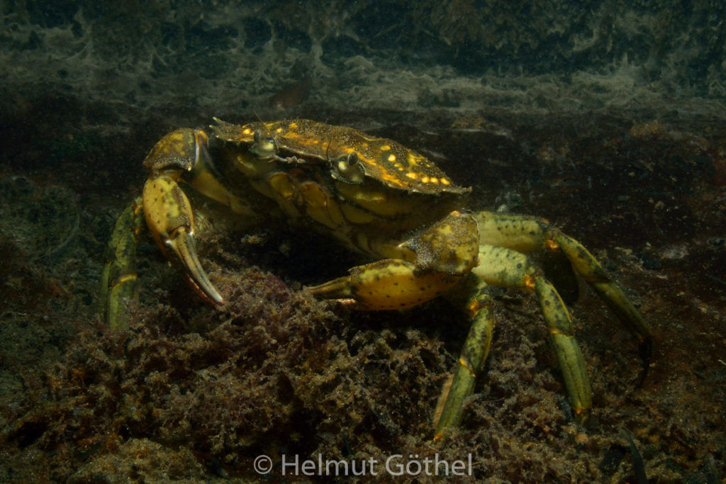 Carcinus maenas, Strandkrabbe, OstseeEc_2013-07-23, DSC_4651.jpg
