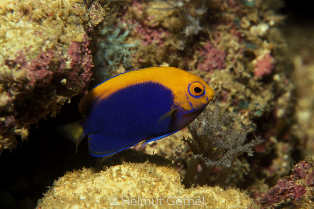 Centropyge acanthops, Orangerücken-Zwergkaiserfisch, 001, Kenia, Watamu, 1992-02.jpg